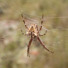 Backobourkia sp. (genus) (An orb weaver) at Block 402 - 25 Feb 2022 by MatthewFrawley