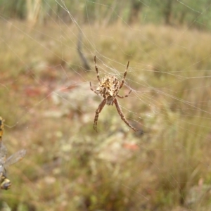 Backobourkia sp. (genus) at Stromlo, ACT - 26 Feb 2022 09:30 AM