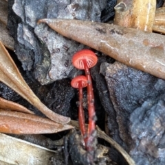 Cruentomycena viscidocruenta at Wanniassa, ACT - 26 Feb 2022 02:15 PM