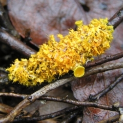 Teloschistes sp. (genus) (A lichen) at Stromlo, ACT - 26 Feb 2022 by MatthewFrawley