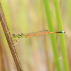 Ischnura aurora (Aurora Bluetail) at Molonglo Valley, ACT - 26 Feb 2022 by MatthewFrawley