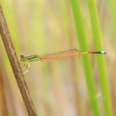 Ischnura aurora (Aurora Bluetail) at Block 402 - 25 Feb 2022 by MatthewFrawley