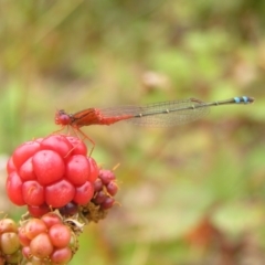 Xanthagrion erythroneurum (Red & Blue Damsel) at Molonglo Valley, ACT - 25 Feb 2022 by MatthewFrawley