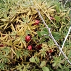 Styphelia humifusum (Cranberry Heath) at Corang, NSW - 26 Feb 2022 by LeonieWood