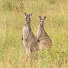 Macropus giganteus (Eastern Grey Kangaroo) at Molonglo Valley, ACT - 26 Feb 2022 by MatthewFrawley