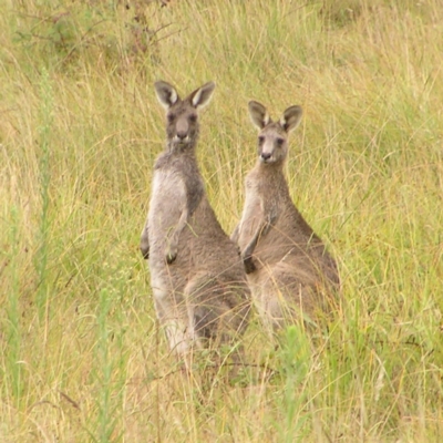 Macropus giganteus (Eastern Grey Kangaroo) at Molonglo Valley, ACT - 26 Feb 2022 by MatthewFrawley
