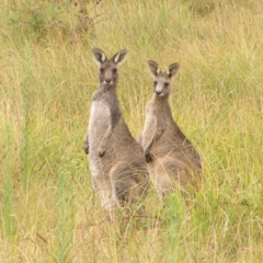 Macropus giganteus (Eastern Grey Kangaroo) at Molonglo Valley, ACT - 25 Feb 2022 by MatthewFrawley
