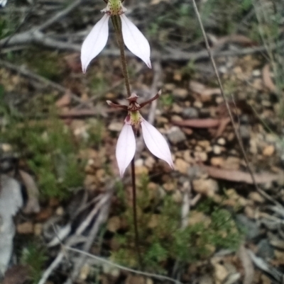 Eriochilus cucullatus (Parson's Bands) at Corang, NSW - 3 Feb 2022 by LeonieWood