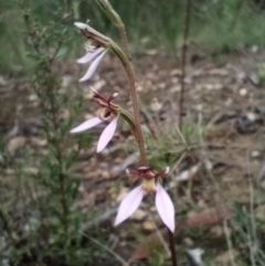 Eriochilus cucullatus (Parson's Bands) at Corang, NSW - 26 Feb 2022 by LeonieWood