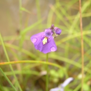 Utricularia dichotoma at Molonglo Valley, ACT - 26 Feb 2022 10:11 AM