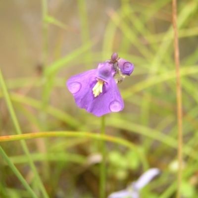 Utricularia dichotoma (Fairy Aprons, Purple Bladderwort) at Molonglo Valley, ACT - 26 Feb 2022 by MatthewFrawley