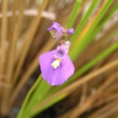 Utricularia dichotoma at Molonglo Valley, ACT - 26 Feb 2022 10:11 AM