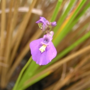 Utricularia dichotoma at Molonglo Valley, ACT - 26 Feb 2022 10:11 AM