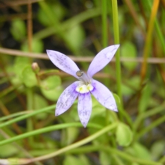 Isotoma fluviatilis subsp. australis (Swamp Isotome) at Molonglo Valley, ACT - 25 Feb 2022 by MatthewFrawley