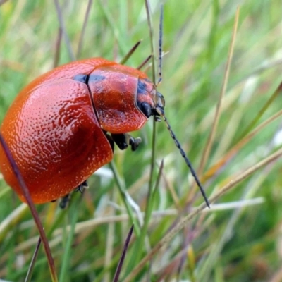 Paropsis augusta (A eucalypt leaf beetle) at Geehi, NSW - 24 Feb 2021 by DonFletcher