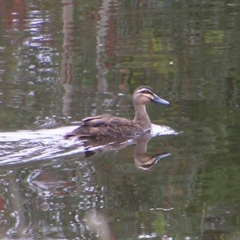 Anas superciliosa (Pacific Black Duck) at Molonglo Valley, ACT - 26 Feb 2022 by MatthewFrawley