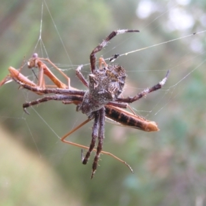 Backobourkia sp. (genus) at Stromlo, ACT - 26 Feb 2022