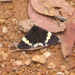 Eutrichopidia latinus at Molonglo Valley, ACT - 26 Feb 2022 10:44 AM