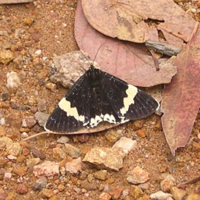 Eutrichopidia latinus (Yellow-banded Day-moth) at Denman Prospect 2 Estate Deferred Area (Block 12) - 25 Feb 2022 by MatthewFrawley