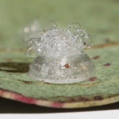 Glycaspis sp. (genus) (Unidentified sugary lerp) at Evatt, ACT - 16 Feb 2022 by TimL