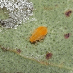 Glycaspis sp. (genus) at Evatt, ACT - 16 Feb 2022 03:53 PM