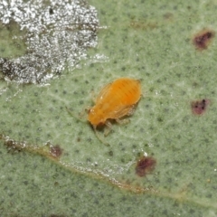Glycaspis sp. (genus) at Evatt, ACT - 16 Feb 2022