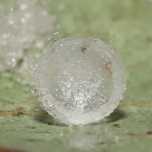 Glycaspis sp. (genus) at Evatt, ACT - 16 Feb 2022