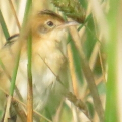 Cisticola exilis (Golden-headed Cisticola) at Fyshwick, ACT - 13 Mar 2021 by tom.tomward@gmail.com