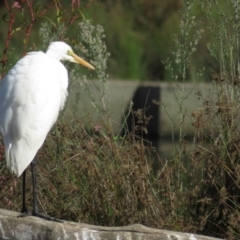 Ardea alba (Great Egret) at Monash, ACT - 6 Apr 2021 by tom.tomward@gmail.com