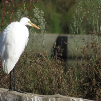 Ardea alba (Great Egret) at Monash, ACT - 6 Apr 2021 by BenW