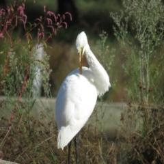 Ardea alba at Monash, ACT - 6 Apr 2021