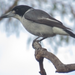 Cracticus torquatus (Grey Butcherbird) at Red Hill Nature Reserve - 3 Sep 2021 by tom.tomward@gmail.com