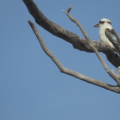 Dacelo novaeguineae (Laughing Kookaburra) at Tennent, ACT - 6 Jul 2021 by BenW