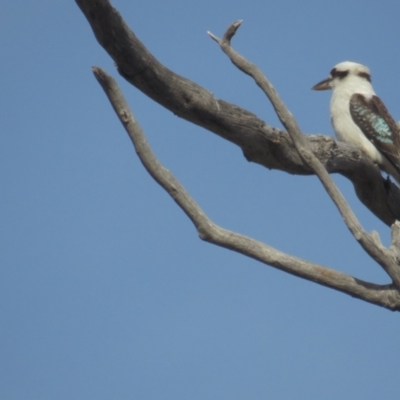 Dacelo novaeguineae (Laughing Kookaburra) at Tennent, ACT - 6 Jul 2021 by BenW