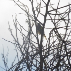 Phylidonyris pyrrhopterus (Crescent Honeyeater) at Coree, ACT - 4 Jul 2021 by BenW