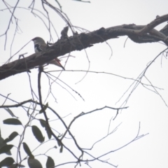 Stagonopleura guttata (Diamond Firetail) at Pialligo, ACT - 6 Dec 2021 by BenW