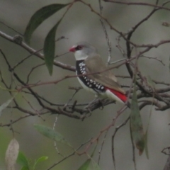 Stagonopleura guttata at Pialligo, ACT - suppressed