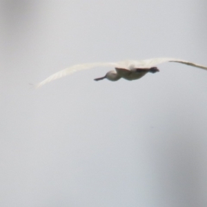 Platalea regia at Fyshwick, ACT - 26 Dec 2021 11:11 AM