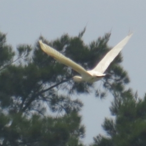 Platalea regia at Fyshwick, ACT - 26 Dec 2021 11:11 AM