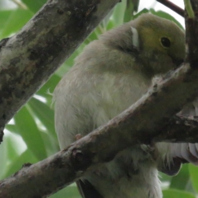 Ptilotula penicillata (White-plumed Honeyeater) at Lake Burley Griffin Central/East - 22 Dec 2021 by tom.tomward@gmail.com