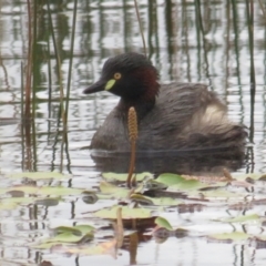 Tachybaptus novaehollandiae (Australasian Grebe) at Mulligans Flat - 28 Dec 2021 by BenW