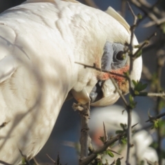 Cacatua sanguinea (Little Corella) at Narrabundah, ACT - 19 Aug 2021 by BenW