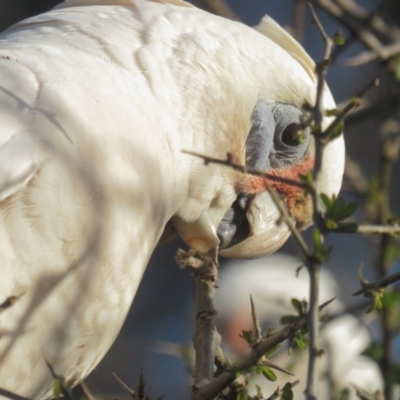 Cacatua sanguinea (Little Corella) at Narrabundah, ACT - 19 Aug 2021 by BenW