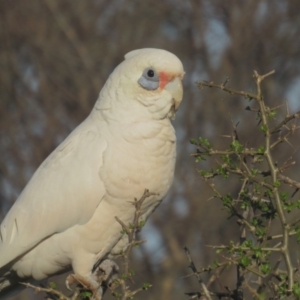 Cacatua sanguinea at Narrabundah, ACT - 19 Aug 2021 03:51 PM