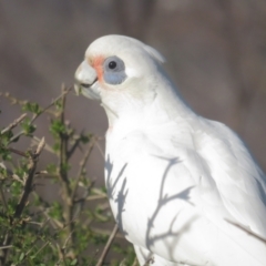 Cacatua sanguinea at Narrabundah, ACT - 19 Aug 2021 03:51 PM