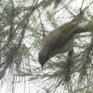 Gavicalis virescens at Franklin, ACT - 8 Jan 2022 10:54 AM