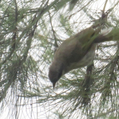 Gavicalis virescens (Singing Honeyeater) at Gungaderra Creek Ponds - 7 Jan 2022 by tom.tomward@gmail.com