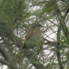 Gavicalis virescens at Franklin, ACT - 8 Jan 2022