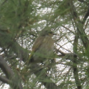 Gavicalis virescens at Franklin, ACT - 8 Jan 2022 10:54 AM