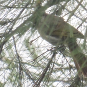 Gavicalis virescens at Franklin, ACT - 8 Jan 2022 10:54 AM